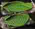 K42383 Mcm From Qvc New Set Of 2 Clip On Silicone Pot Pan Strainers Green