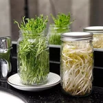 Morden Ms Seed Sprouting Jar Convenient Kit For Growing Broccoli Sprouts. Fixed Price $32.95.