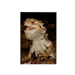 3DROSE Bearded Dragon Lizard Towel - Australia Wildlife 15X22 Microfiber. Fixed Price $11.49.