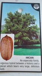Hican Shade Live Pecans Nuts Wood Home Garden Plants. Fixed Price $124.95.